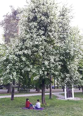 Sitting under the tree