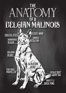 Belgian Malinois Anatomy