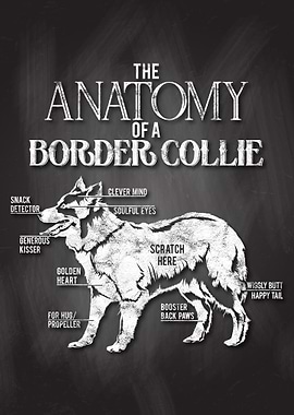 Border Collie Anatomy