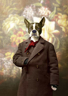 Barney the Boston Terrier