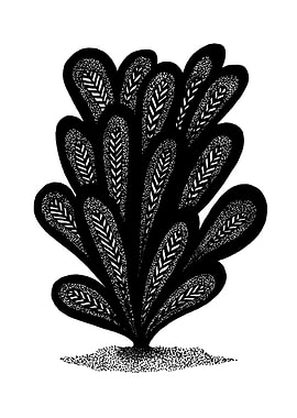 Decorated Beavertail Plant