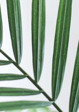 Tall Plant w White
