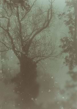 Tree in the fog
