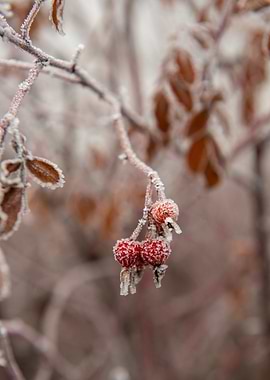 Frozen Berries