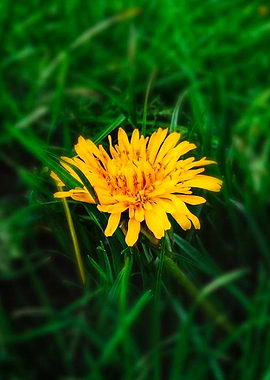 Yellow Flower