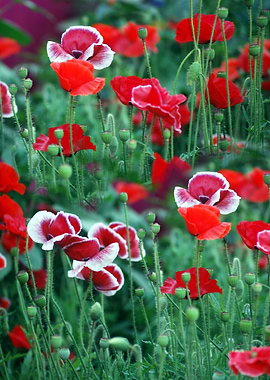 Red poppy