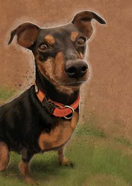 Miniature Pincher Elvis