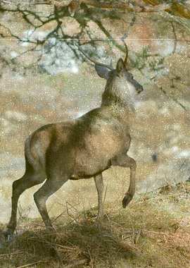 vintage majestic stag