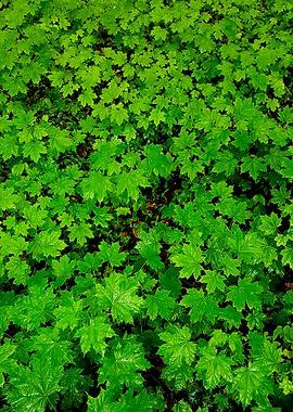 Green ground at the forest