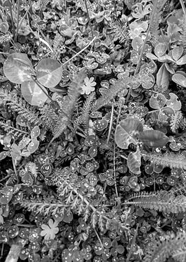 After rain in monochrome