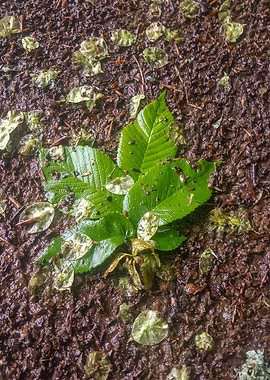 Leaf in the ground