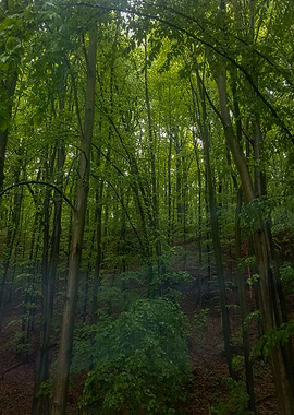Forest at rain