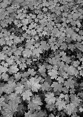 Green ground at the forest