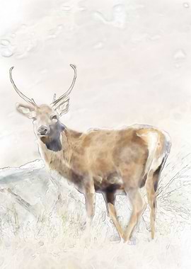Watercoloured Stag