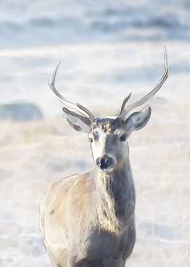 Watercolour Stag 2