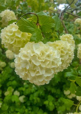 Guelder Rose