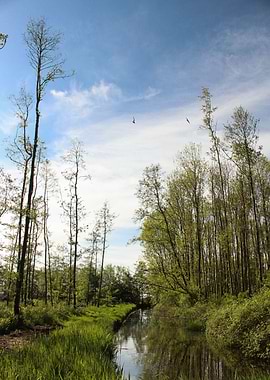 river between the trees
