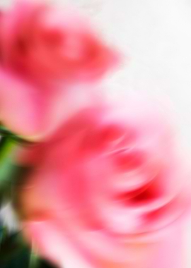Abstract roses