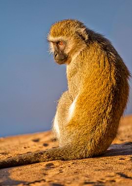 Grivet monkey Chlorocebus