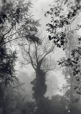 Somewhere in the fog