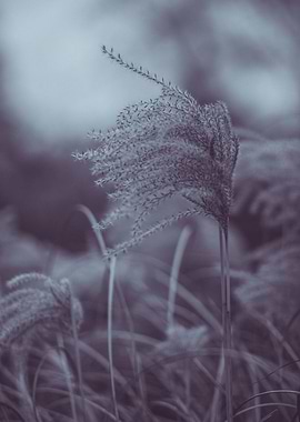 Delicate grass