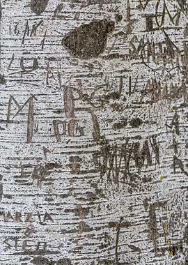 writer on bark tree