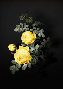 Shadowy Sulphur Rose