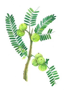 Painting of emblic branch