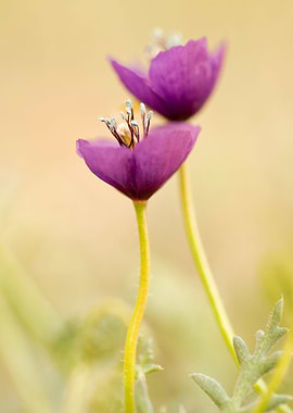 Purple Poppy wild flower