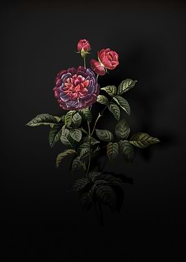 Shadowy Hundred Leaf Rose