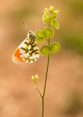 Orange Tip butterfly