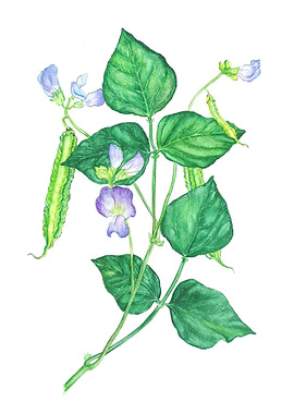 Winged bean painting