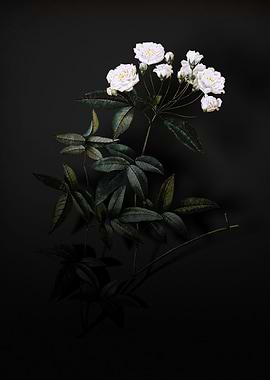 Shadowy Lady Banks Rose