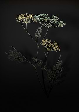 Shadowy Blooming Fennel