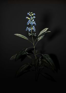 Shadowy Sage Plant