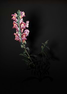 Shadowy Dragon Flowers