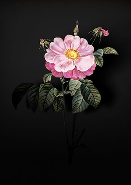 Shadowy Provins Rose