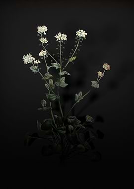 Shadowy Scurvy Grass