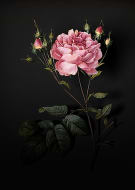 Shadowy Cumberland Rose