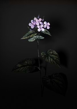 Shadowy Morning Glory