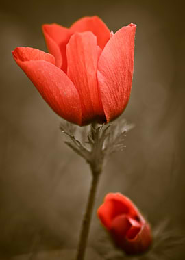 red poppy Anemone Israel