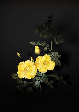 Shadowy Sweetbriar Roses