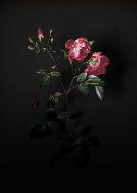 Shadowy Velvet China Rose