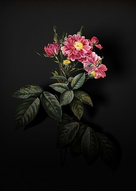 Shadowy Boursault Rose