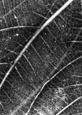 Black leaf string map