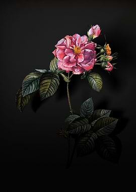 Shadowy Francfort Rose