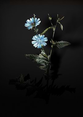 Shadowy Chicory Plant