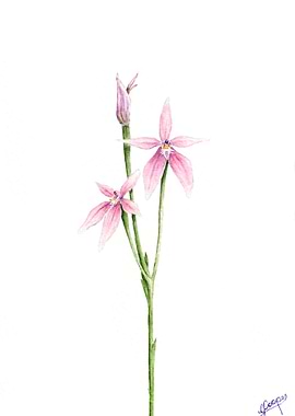 Pink Fairy Orchid