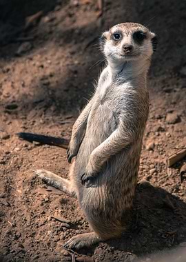 Meerkat