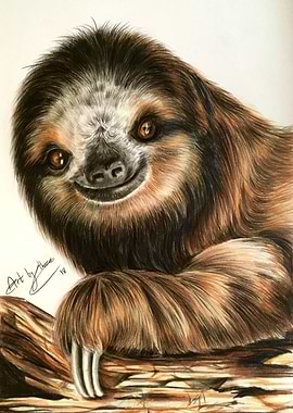 Smiling Sloth